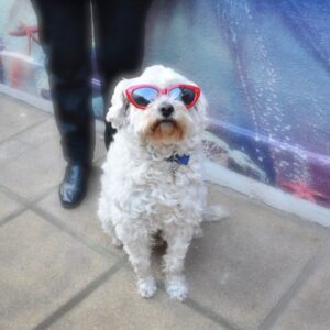 Perro Chorty con lentes