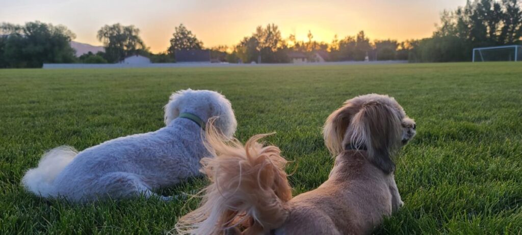 Perros mirando el atardecer en Utah, USA.